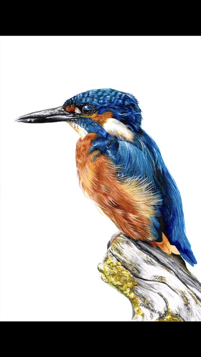 Hannah Lilly tweet media