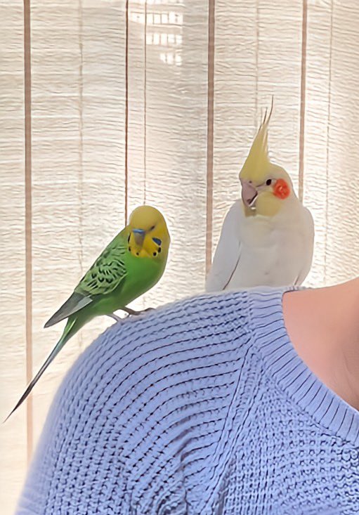 実家にいたオカメさんとめいちゃんをご対面させてみた。たがいに警戒しつつも肩にきました。可愛いな。