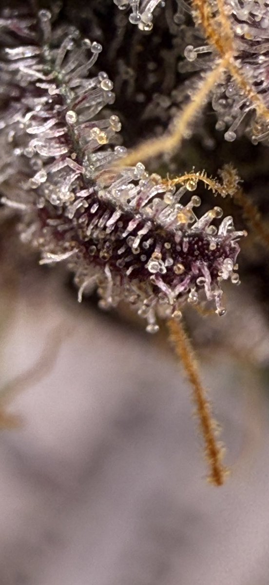 jmo22966085's tweet photo. #ForbiddenJelly #PlantGuyCo . WOW! https://t.co/JHwpPuBP7Z