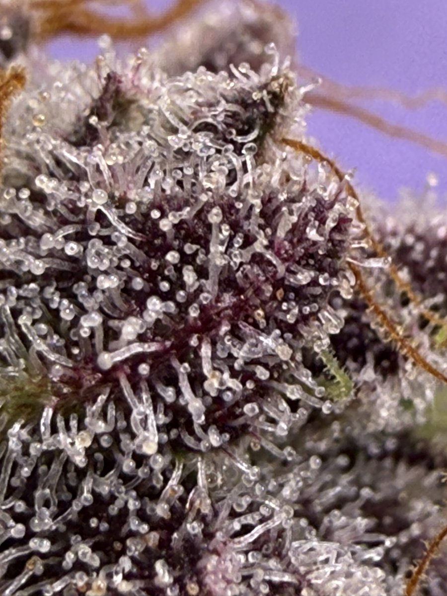 jmo22966085's tweet photo. #ForbiddenJelly #PlantGuyCo . WOW! https://t.co/JHwpPuBP7Z