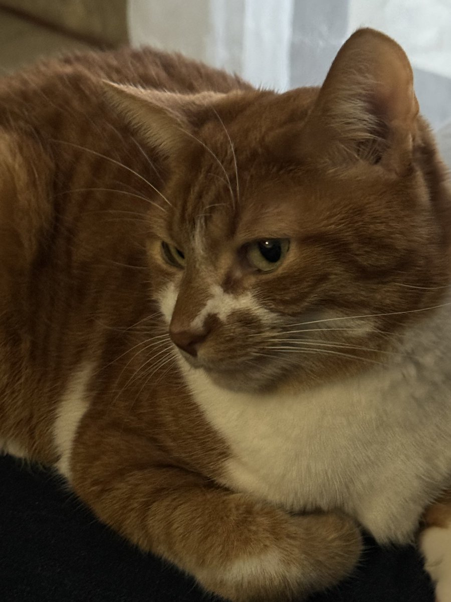 Lesp’titspoilus🐾 tweet media