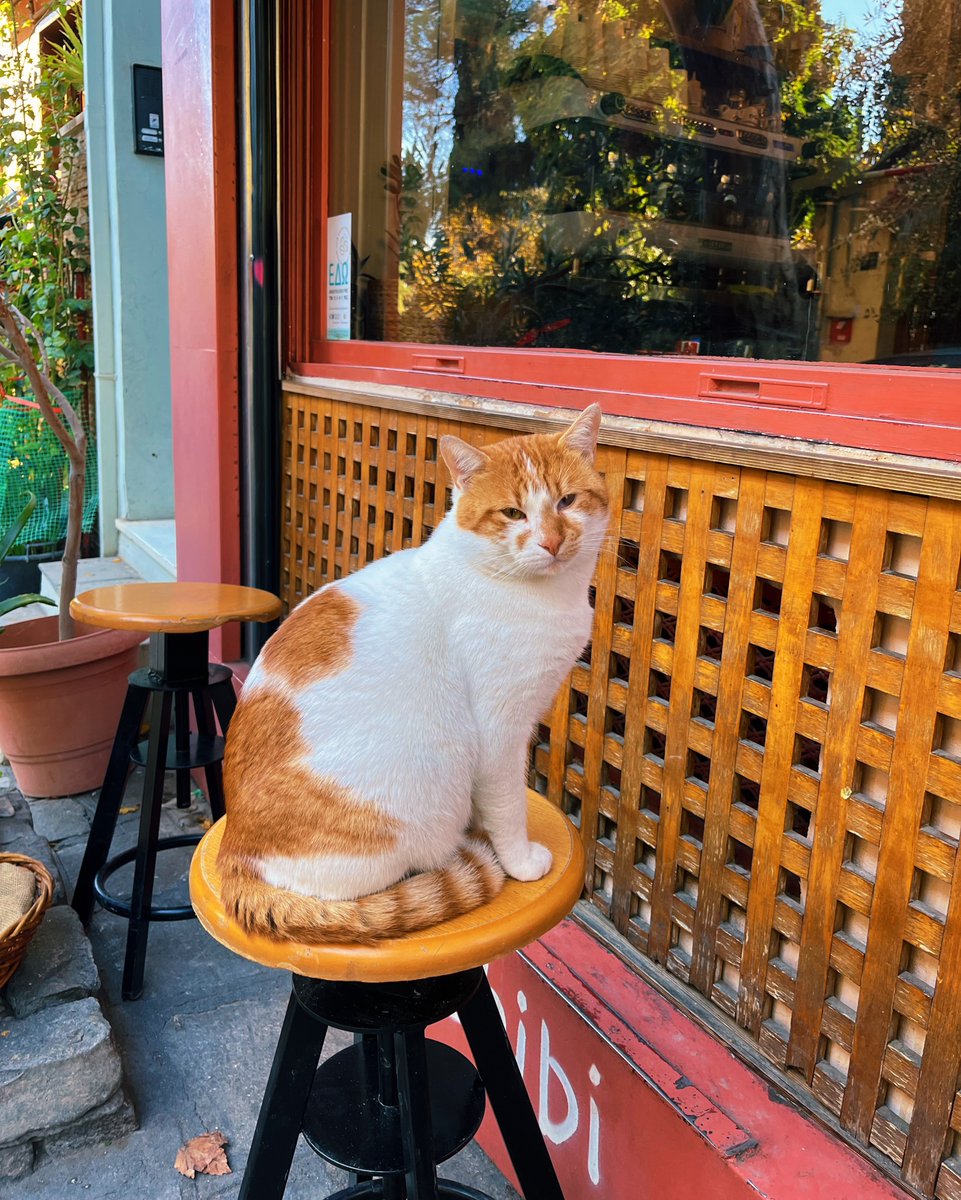 rusticella's tweet image. Что нам делать в Греции?