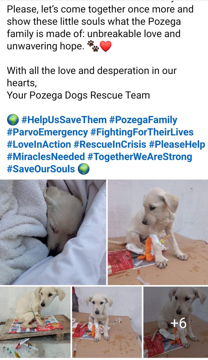 💔 Our babies need a miracle 💔

Nine rescued puppies &amp; their mom are fighting parvo. We’ve poured everything into saving them, but our vet bills are crushing us—over €3,000 already. Every bit of help matters. 

🙏 Please, help us keep our promise to them:!