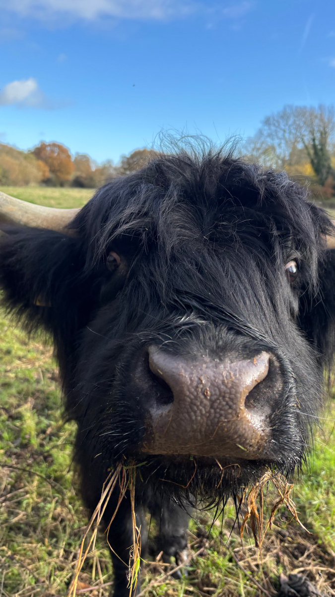 NikkiC360's tweet photo. #sundaydoneright #Sunday #cows #autumn2024 https://t.co/gxlx1xn4O0
