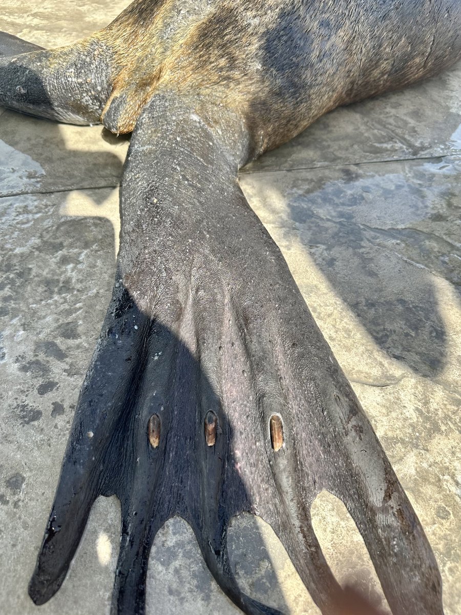 dolphindiscENG's tweet photo. Our veterinarians want to show you what Sea Lion flippers look like on an X-ray! 🩻
The first photo is of a tail (or pelvic) flipper, and the second shows a pectoral flipper located on the side. 🧡 https://t.co/QIgHc6foAD