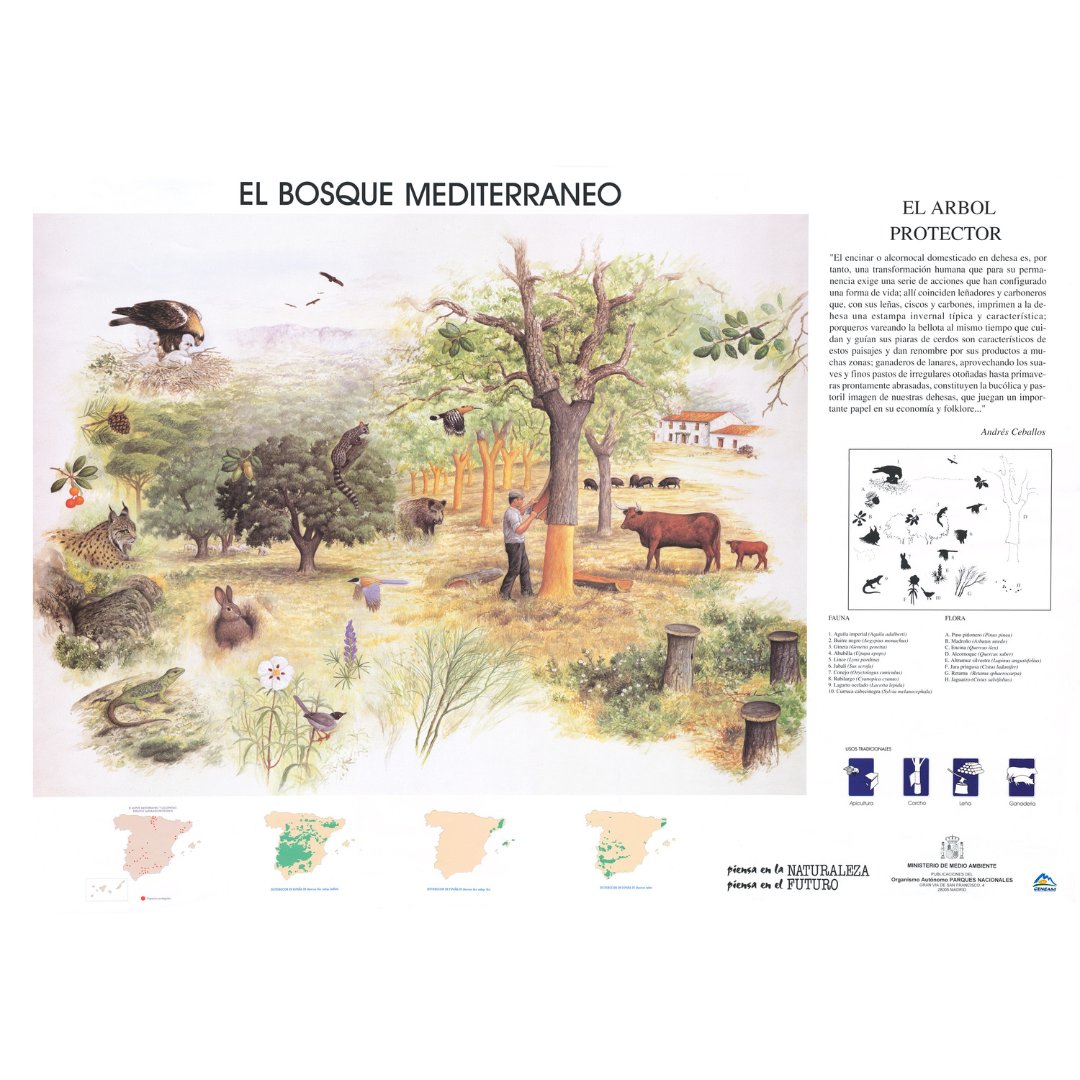 🧹 Hemos desempolvado los poster vintage de uno de nuestros predecesores, el Instituto para la Conservación de la Naturaleza (ICONA). ¡Los compartimos!

🗓️Hoy en la sección #ICONApopsters📜:

Nuestros ecosistemas - El bosque mediterráneo: encinares y alcornocales🌳🦅🐇🌼
