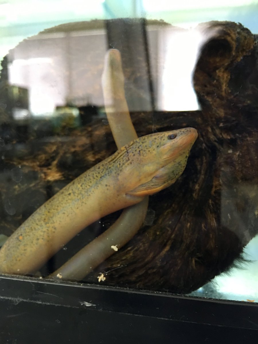 M0N0PTERUSALBUS's tweet photo. せっかくなのでわたしの大好きな魚
「タウナギ」を宣伝しておきます。
ヒレもエラもウロコもマトモに持ってない魚の落伍者みたいなやつですが死ぬほど面白い生き物です。
下に昔書いた記事も載せておきますので宇宙くらい暇な時に見てください。
https://t.co/Jlm30nkpNy https://t.co/o60uUaYn12