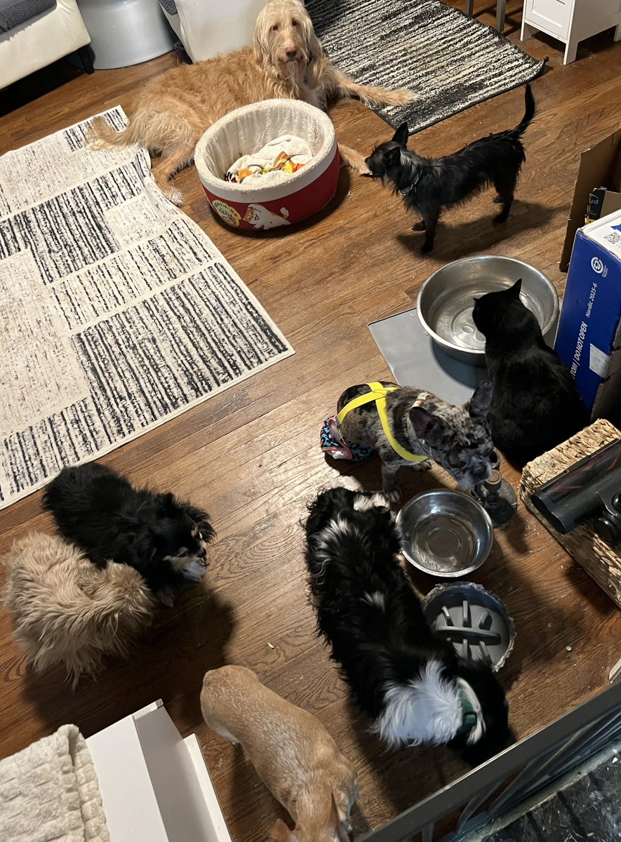 THE HERD HOUSE tweet media