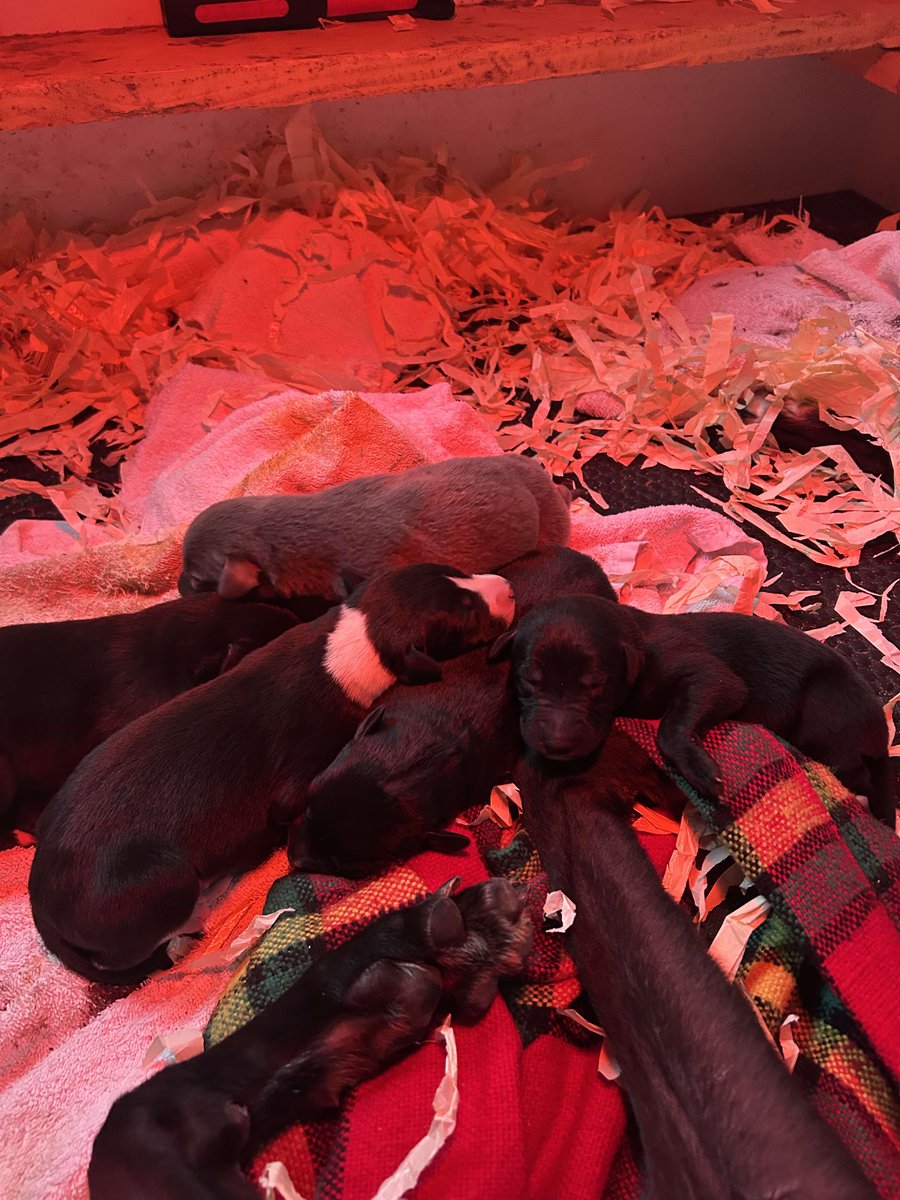 mo_racing's tweet photo. Warning #PuppyLovers ⚠️ cuteness overload future runners @GreyhoundBoard @Monmoredogs @BGBF_UK @studbookuk #britishbreeding #runsintheblood. Lenson Whelan's third litter looking like a good stamp of pup. https://t.co/B6XsLF9PwM