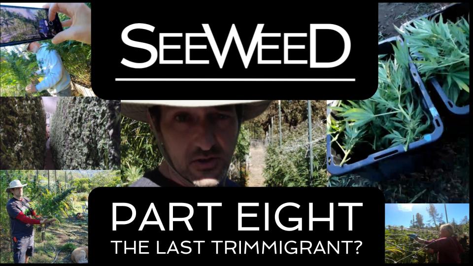 Finally, the last part of my #cannabis #travelseries #TheSEEWEEDChronicles went live on the MG channel this morning. 
youtu.be/SohhuVit6Iw
Part 8 "The Last Trimmigrant?" Wraps up the pilot season with some reality bombs you're probably not expecting #weedmob #WeedLovers #weed