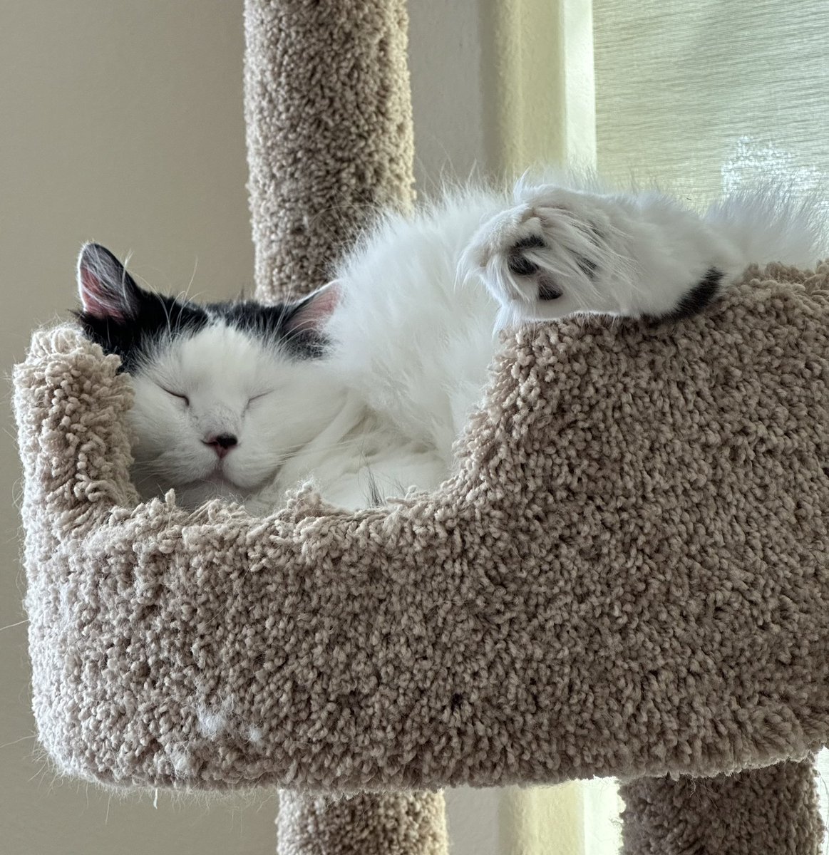 CeCe and Pearl have migrated over to a friendlier place— <a href="/cecepearl/">mzcece31</a>.bsky.social 
Hope to see some of you there! ❤️😺😺