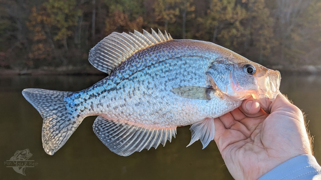 FishYourBest's tweet photo. Transform your crappie catches with knowledge on their favorite prey. Find out which baits work best for crappie all year round.

Read more 👉 https://t.co/6b5kZrksVc

#WhatCrappieEat #CrappieStrategy #CatchCrappie #CrappieTips #YieldGoodResults https://t.co/utYTalV567