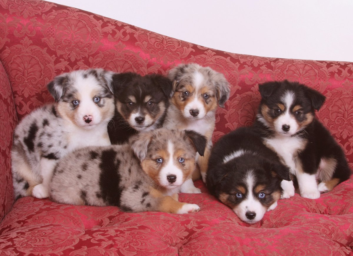MinnesotaDogGuy's tweet photo. Time for some Puppy Love! Photographing puppies is always a fun and exciting portrait challenge.
And I love it!
https://t.co/EfnArtSAGZ https://t.co/lVWOW28woE