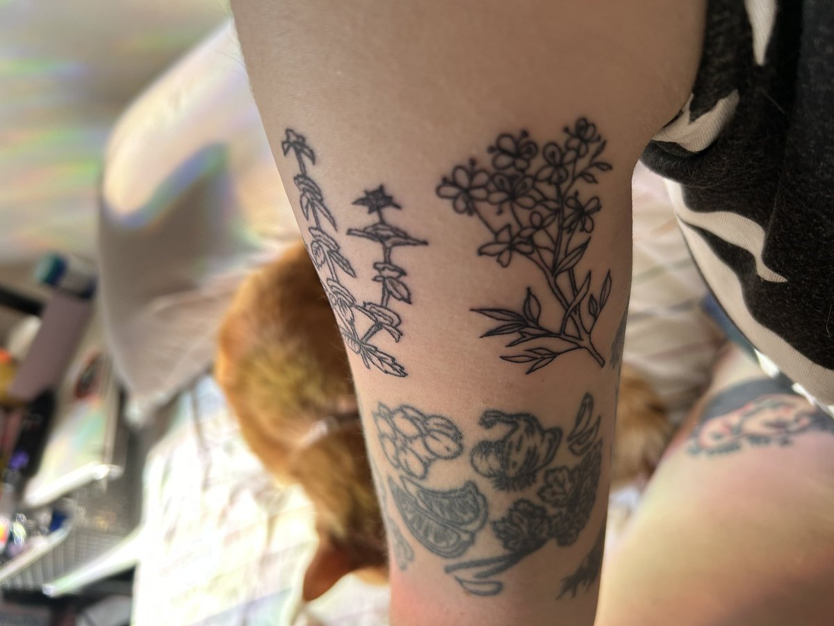annapshields's tweet photo. very excited about the two lil abortifacient herbs i got last night at the First State Abortion Fund Choice and Chill fundraiser at PUSH Tattoos last night!! pennyroyal and rue #FundAbortions #FSAF https://t.co/osi7k8eTzT