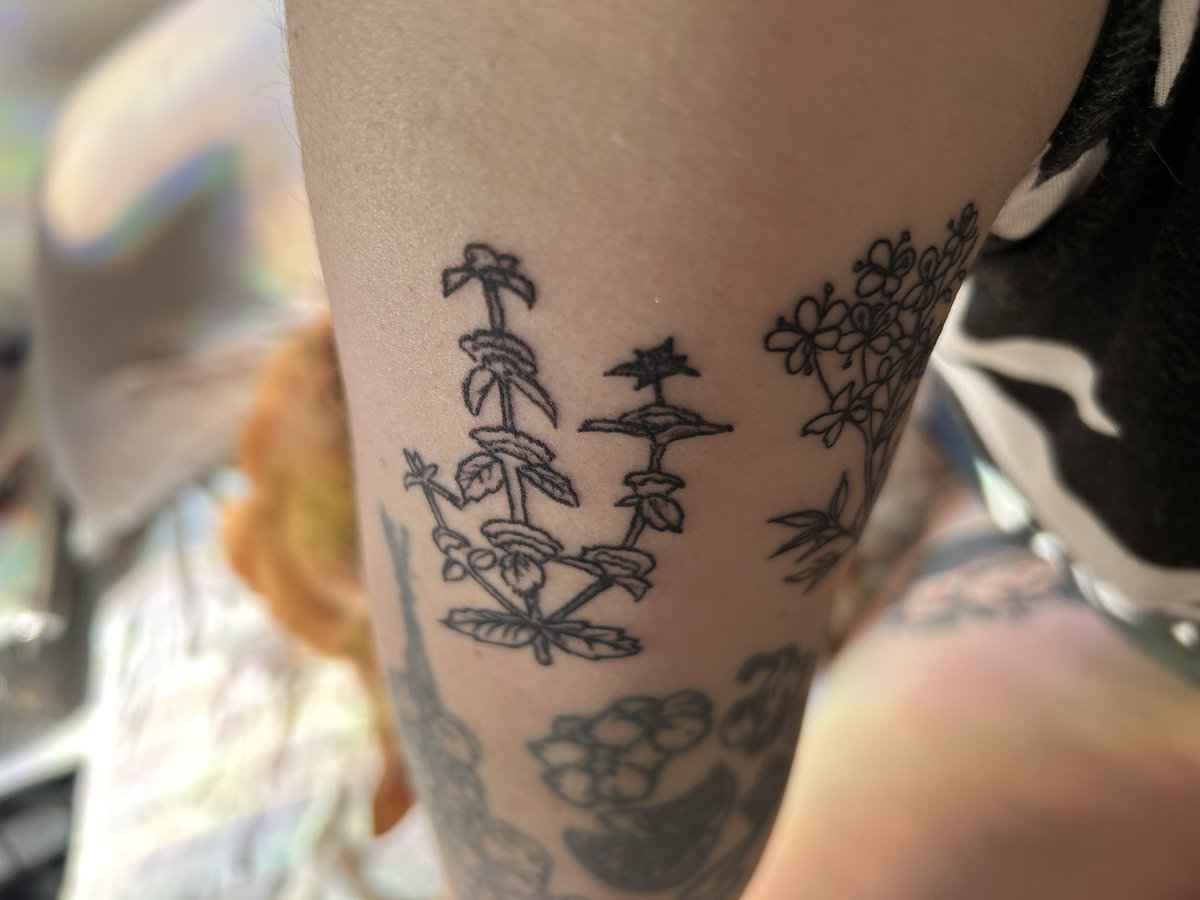 annapshields's tweet photo. very excited about the two lil abortifacient herbs i got last night at the First State Abortion Fund Choice and Chill fundraiser at PUSH Tattoos last night!! pennyroyal and rue #FundAbortions #FSAF https://t.co/osi7k8eTzT