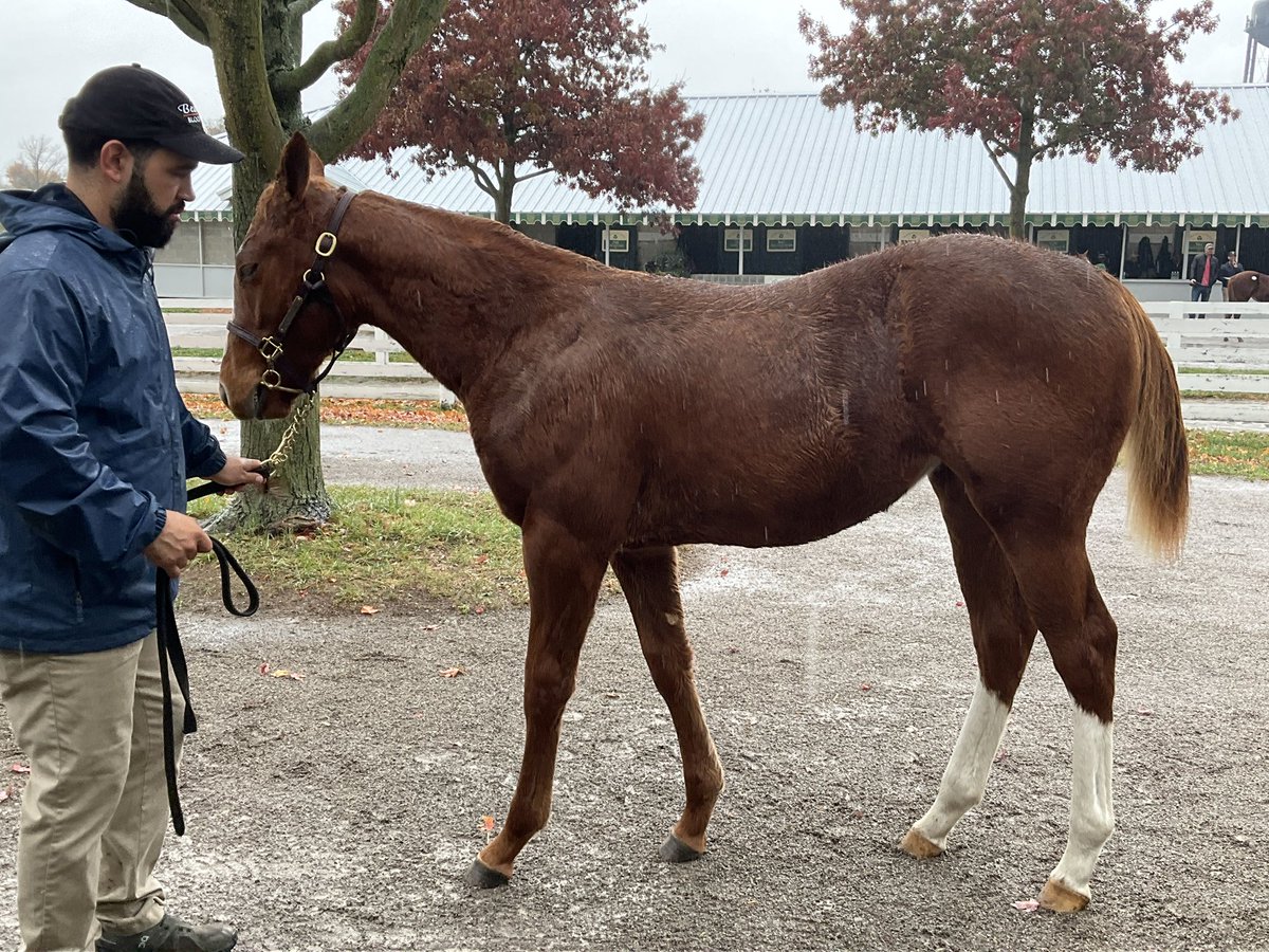 michaelsrwilson's tweet photo. Very excited to have picked up these two exceptional weanlings, by Jackie’s Warrior &amp; Charlatan, for clients at the @keeneland November sale!! https://t.co/HxcYwriXtK