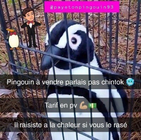 Waldenx__'s tweet image. ⚡️THREAD⚡️

Les plans SNAP les plus DRÔLES

🔥PARTIE 2🔥