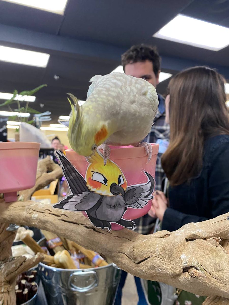 Zippiner is a Dog tweet media