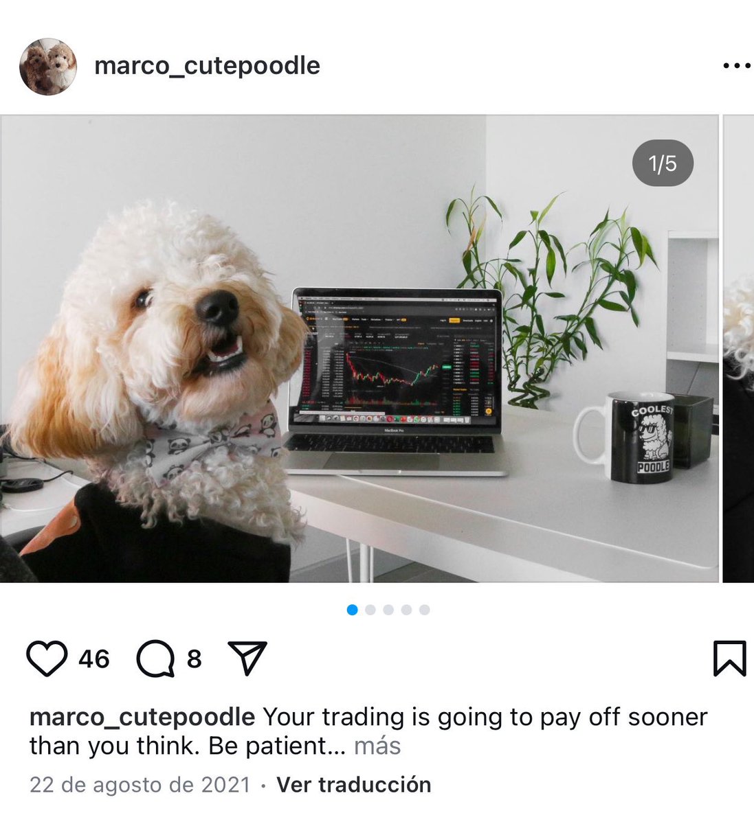 PikaPikaLore's tweet photo. Enters $MARCO

Marco is a dog of a photographer who often shoots pictures of their dogs (Marco and Hani) for @binance 

Instagram: 

https://t.co/6Keh1xIWvo

Marco featured here:

https://t.co/4pWYMTEddR

Hani:

https://t.co/QjFTHES83p

$FUR real name is Marco based on these evid https://t.co/b58WwBbkGW