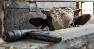 it's easy to justify killing when you aren't the victim..innocents deserve none of this.. #vegan