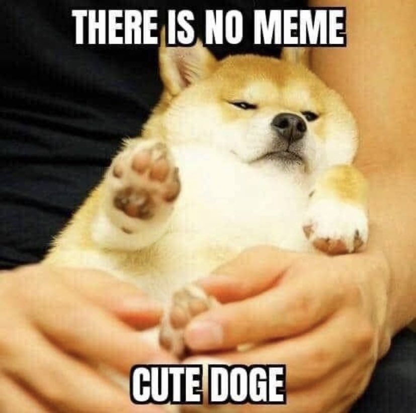 dogeofficialceo's tweet image. Cute DOGE