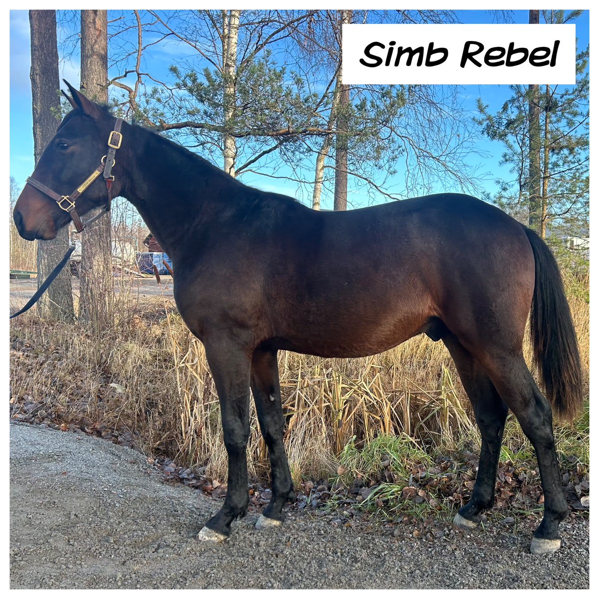 Årets Andelshästar ute! Kontakta oss på infoojaracing@gmail.com vid intresse av att haka på. Dessa 1-åringar läser du mer om på: ojaracing.se/h%C3%A4starna/…

PRINCESS VICTORIA
Sto, 1 år.
E. Readly Express
U. Victoria Tilly

SIMB REBEL
Hingst, 1 år.
E. Fabulous Wood
U. Simb Rubinette