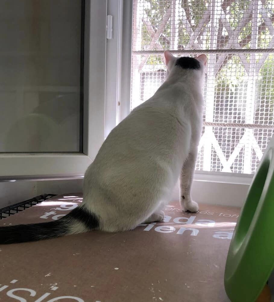 En #adopcion MITTY.
Macho de aprox. 2 años.
Cariñoso y territorial. No le gusta la compañía de otros gatos, pero ecesita un compañero humano capaz de quererlo y aceptarlo como es.

Contacto: Yolanda 639742023

#AdoptaGdG #GatsdeGracia