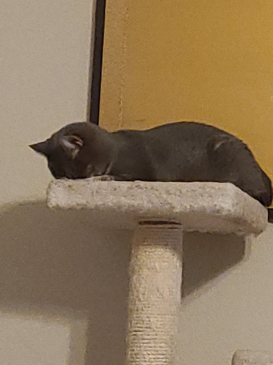 Rebecca Davis tweet media