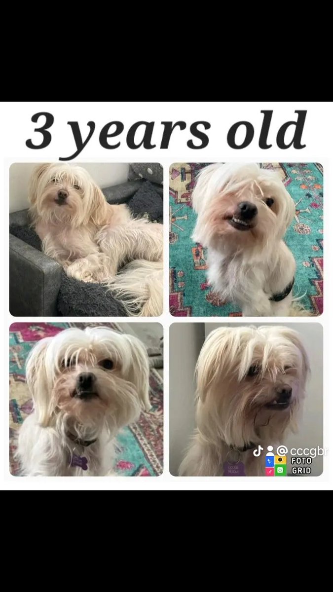 The Chinese Crested Club Of Great Britain Rescue tweet media