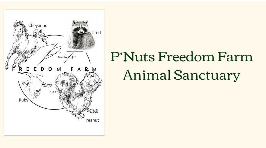 LieutenantPonzi's tweet photo. @CryptoGodJohn $PNUT the squirrel 
$FRED the raccoon
$CHEYENNE the horse
$RUBY the goat

All you need 🐿️🦝🐴🐐 https://t.co/05sCe6UggT