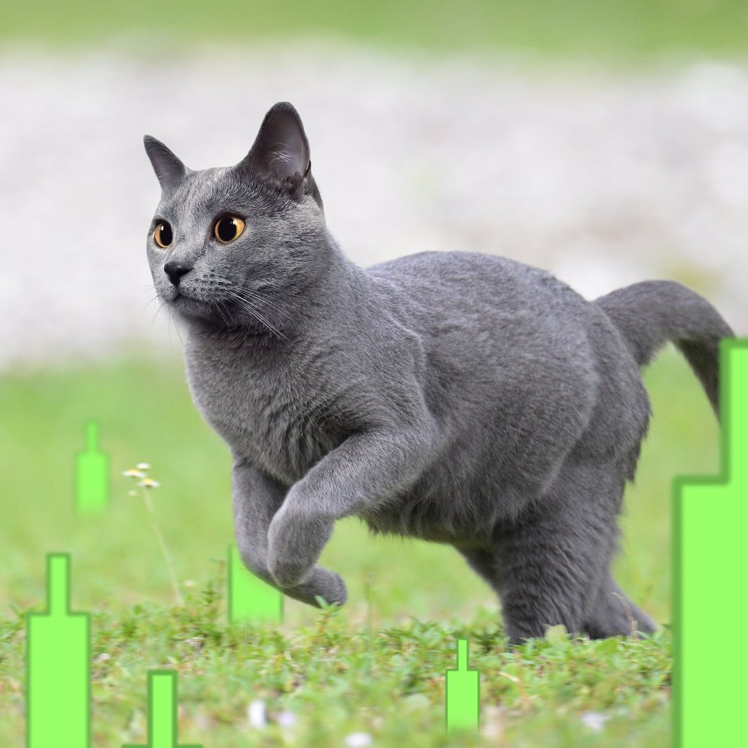 Chartreux Cat tweet media