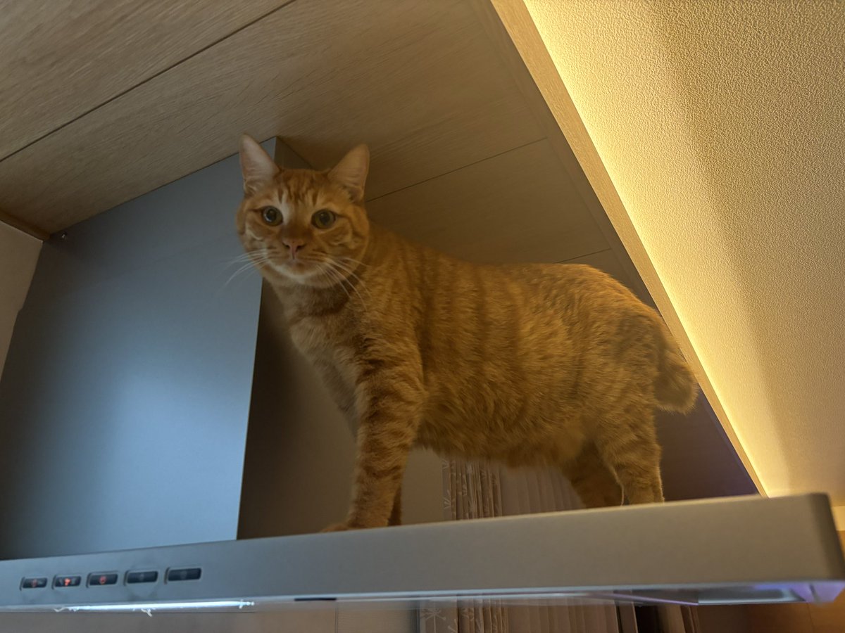 agil_and_waitz's tweet photo. うちの猫も乗るのですが大丈夫ですかね…。

教えてフジオー @FujiohShop さん https://t.co/PcpLvIPsZ0