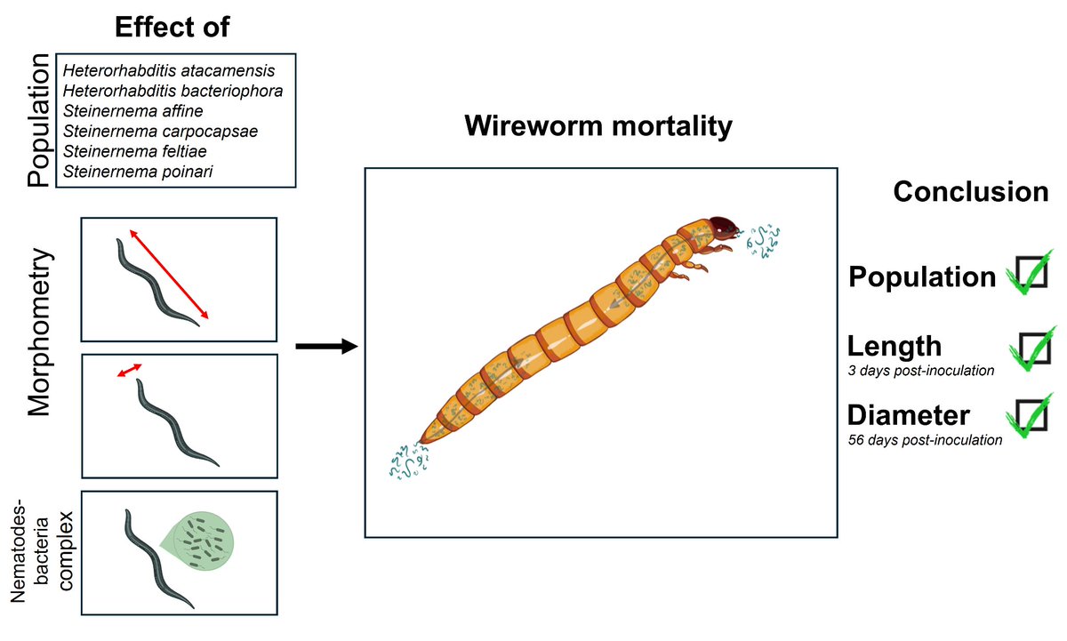 Andrea CH (@andreachaconh) on Twitter photo To be a good killer 🤔
Here’s our latest article: Biological control with #EPN against #wireworms !
True soldiers in action ⚔️
How to choose the best strain?
We’d love to hear your thoughts!
🔗⬇️ sciencedirect.com/science/articl…
<a href="/JInvertPathol/">The Journal of Invertebrate Pathology (JIP)</a> <a href="/SocInvPathol/">SIP</a>
<a href="/AgroBioTech/">Gembloux Agro-Bio Tech</a> #Elateridae To be a good killer 🤔
Here’s our latest article: Biological control with #EPN against #wireworms !
True soldiers in action ⚔️
How to choose the best strain?
We’d love to hear your thoughts!
🔗⬇️ sciencedirect.com/science/articl…
<a href="/JInvertPathol/">The Journal of Invertebrate Pathology (JIP)</a> <a href="/SocInvPathol/">SIP</a>
<a href="/AgroBioTech/">Gembloux Agro-Bio Tech</a> #Elateridae