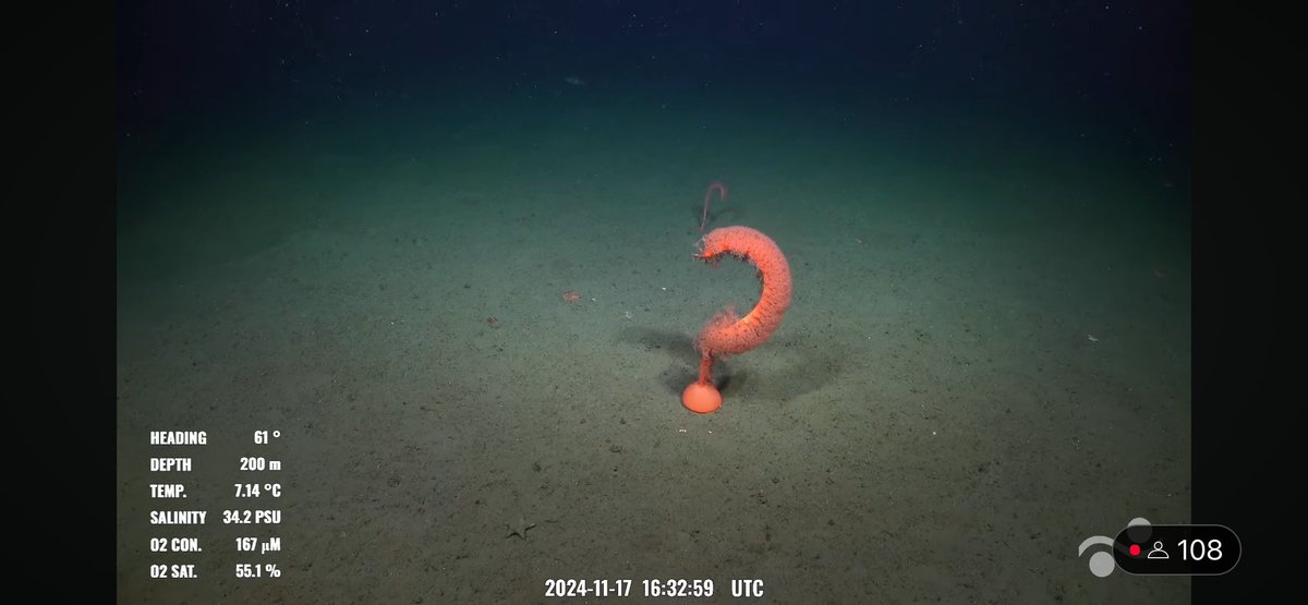 Questions? 
Yes, many. 
<a href="/SchmidtOcean/">Schmidt Ocean</a> dive 755 #ChileMargin2024