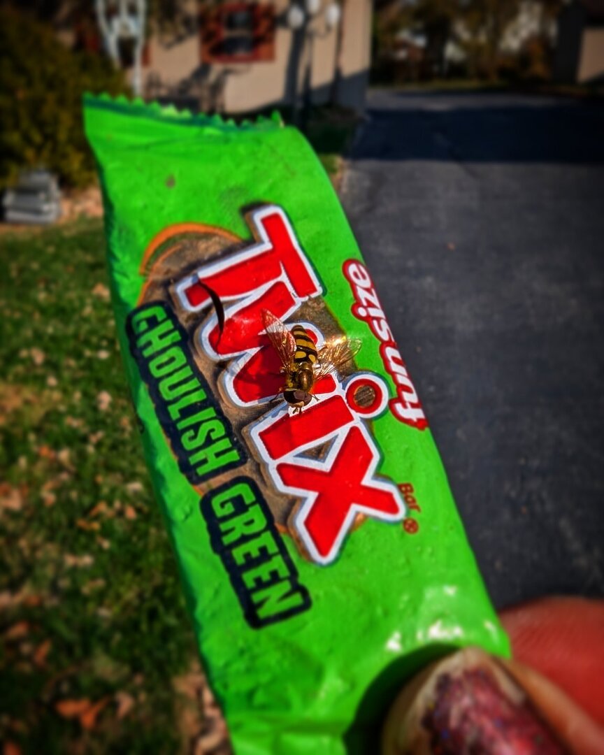 RVoodoo's tweet photo. This #bumblebee don't give a fuck about nothing but the little hole he found in this #twix wrapper! #candy #Halloween #bee https://t.co/2vunFfLFxC https://t.co/MDFZ7M2fwH