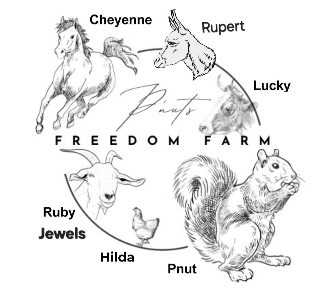 abiel720s's tweet photo. $RUPERT is new addition to the freedom farm narratives   now at 60k
Ca : 6UtoreGfFcwrBKhSgfzwBVpL5ZQ333q23gK5FoHipump

$pnut $lucky $Ruby $Jewels $fred 
#cheyene $hilda 
 
Many horses in freedom farm , and $RUPERT is the only named Donkey on the farm ! https://t.co/e8wgJdcMnZ