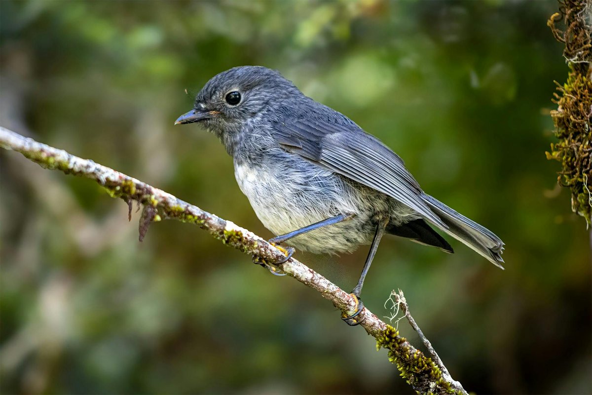 NZ Wilderness tweet media