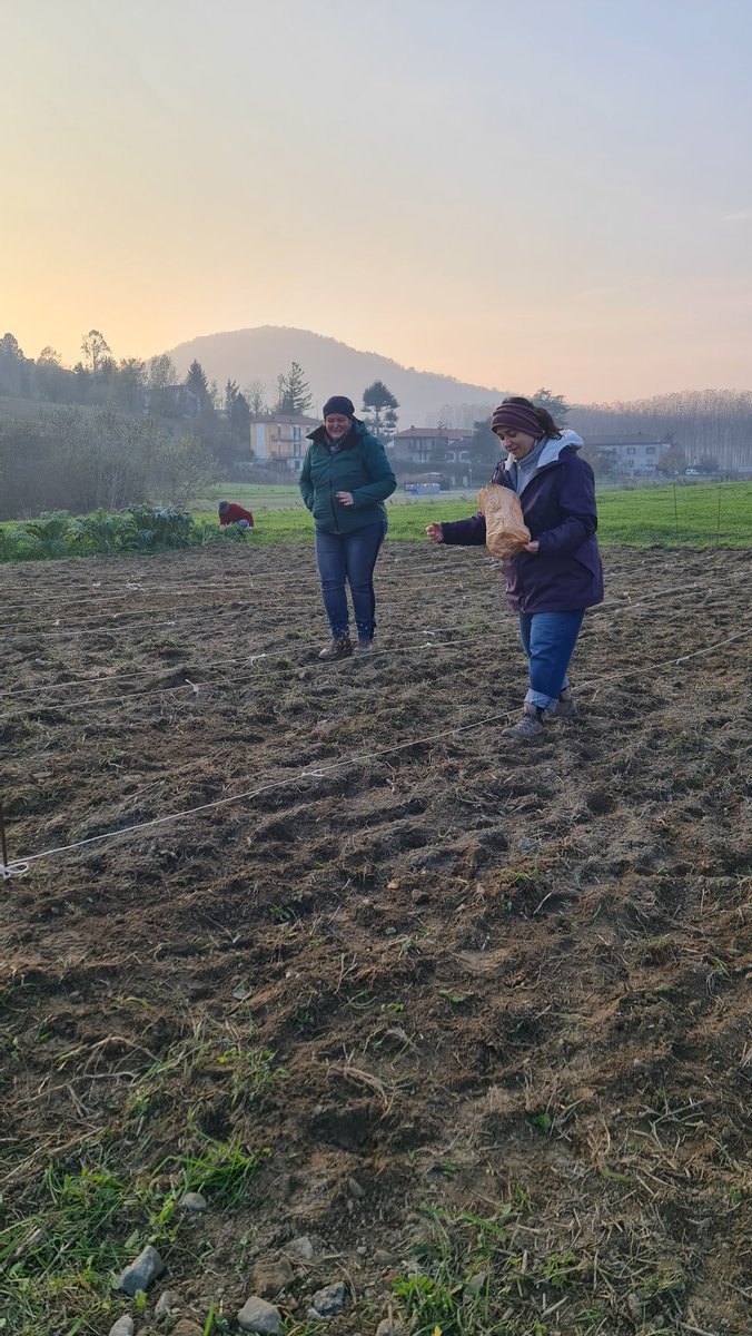 Una bella giornata di semina collettiva @ Mulino dei Semi di Monastero B.da

Prima abbiamo trebbiato il miscuglio del mulino e poi abbiamo preparato il letto di semina e seminato il miscuglio e in purezza i cereali contadini della Casa delle Sementi

#autonomiasementieracontadina
