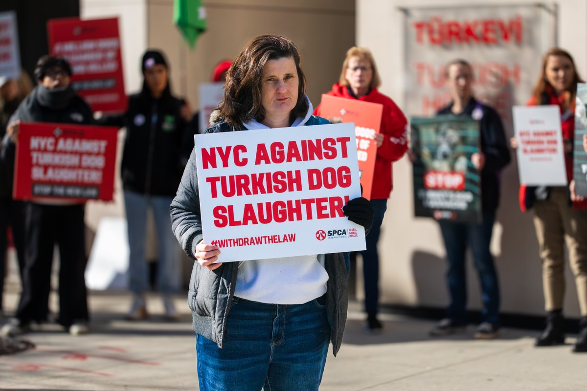 SPCAINT's tweet photo. Last Friday, we hosted the Rally for Life in NYC for Turkey's strays. A huge thank you to everyone who stood with us on behalf of these innocent animals! Learn more: https://t.co/17kFyMKJj9. #withdrawthelaw #spcai #saveturkeysstrays https://t.co/R76EgTp20y