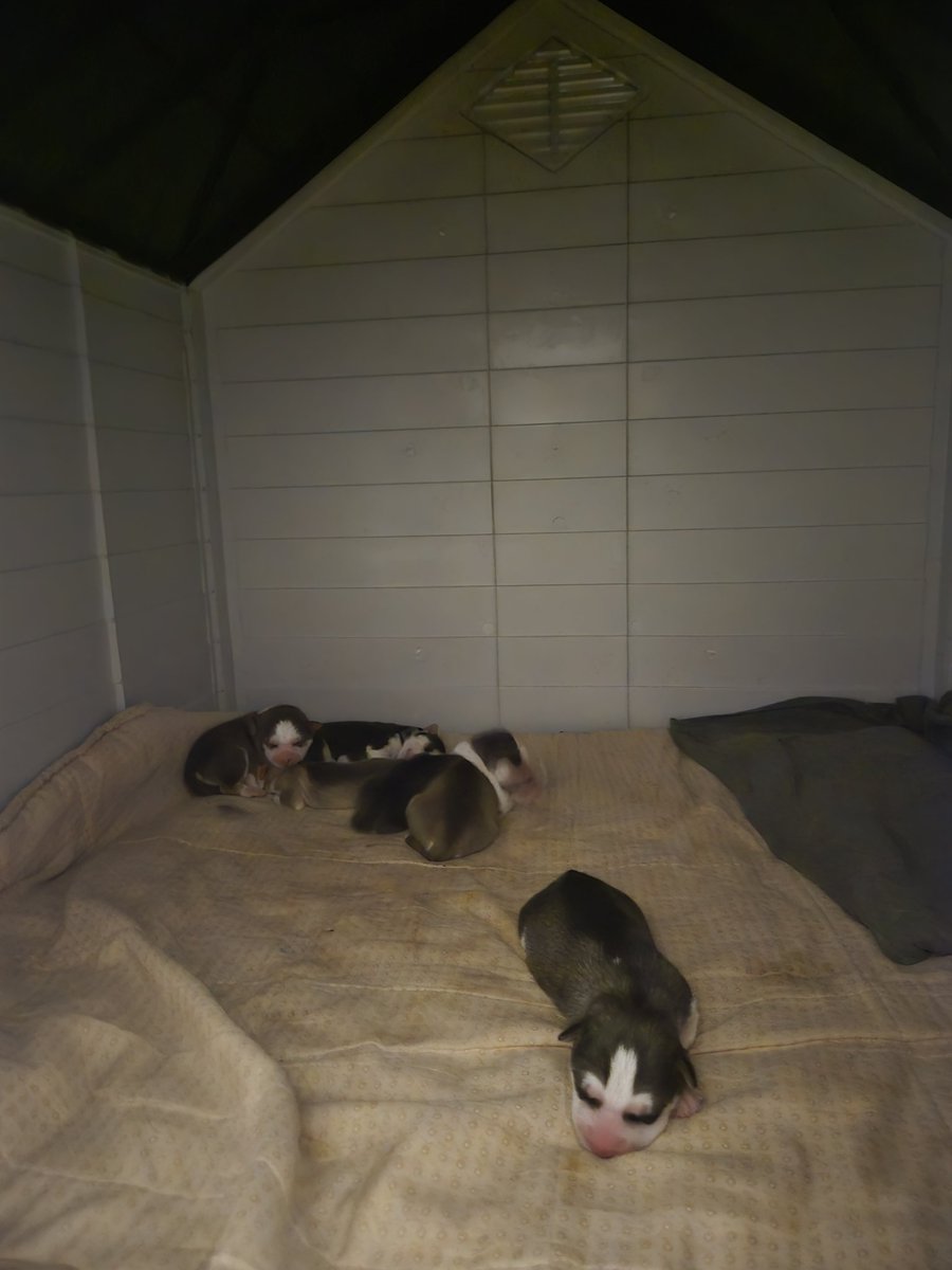 JoseDaniel48812's tweet photo. ¡Adopta un cachorro de Husky! 

🔑 Requisitos para la adopción:

1. Entrevista previa en persona o llamada para conocer el hogar y la familia 

2. Cobro simbólico de 100€ para cubrir vacunas y documentación obligatoria.

3. Posibilidad de visitar al cachorro antes de llevártelo. https://t.co/yyZQHn8CQN