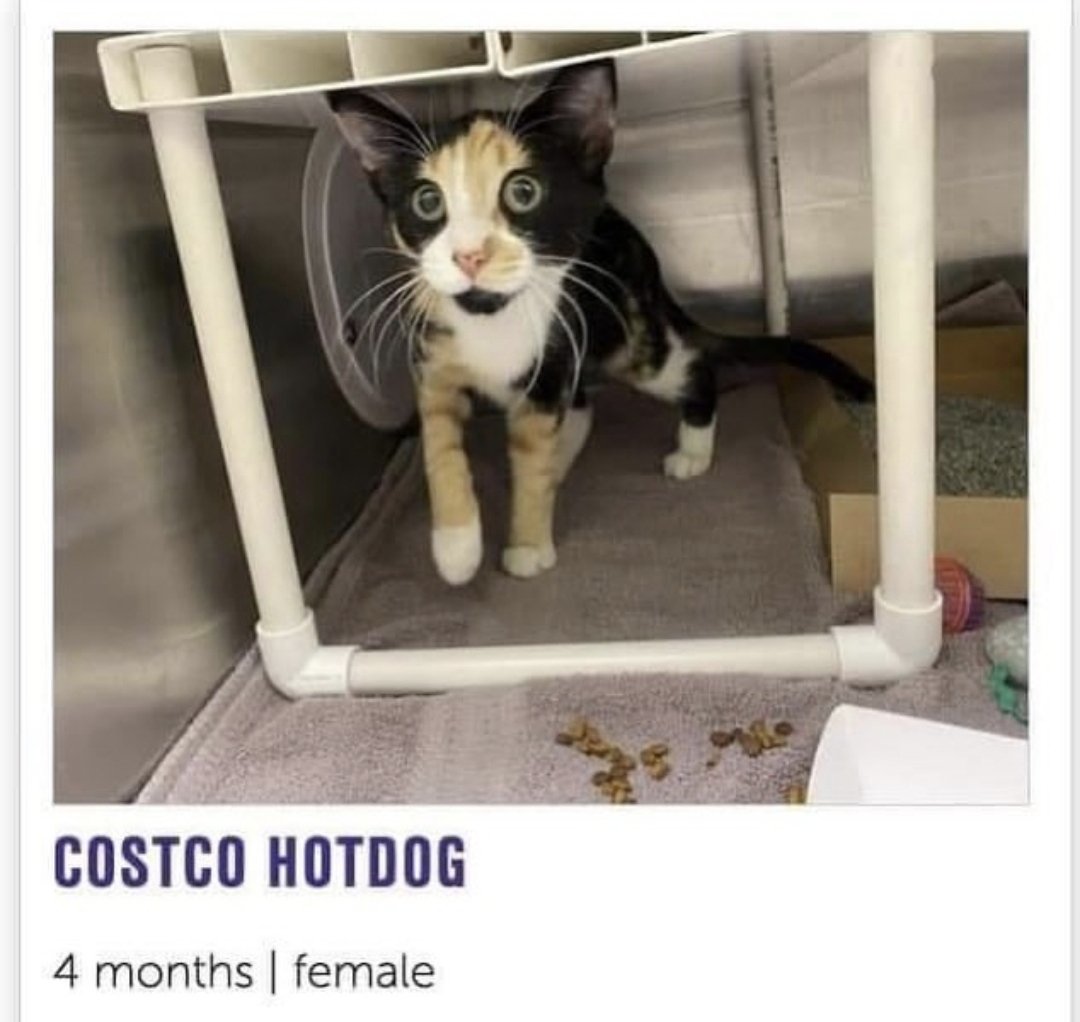 mischiefanimals's tweet image. goodnight guys