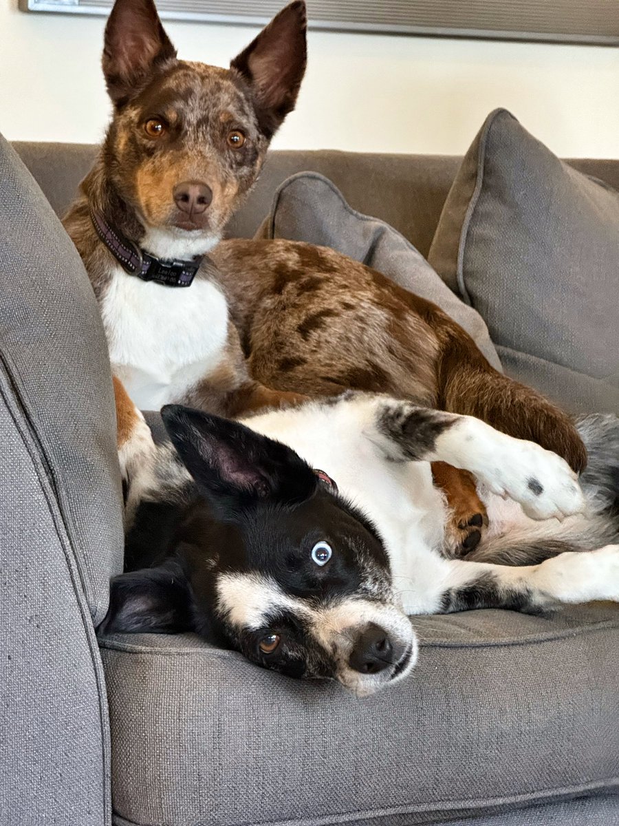 The_Hepsta's tweet photo. When weโre dossing about with nothing to do and Mum says the โจ magic โจ word. Which one do you think she said? ๐ฝ๏ธ๐ถโโ๏ธ๐พ๐๏ธ๐ #kooliegans https://t.co/IAgtSDlgzf