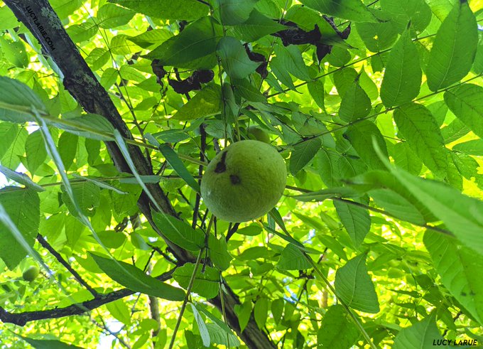this walnut tree was a good friend in an important time. https://t.co/Sn9TjY0gXk<a href="/tag/mvsales"class="tags"><span>#mvsales</span></a>