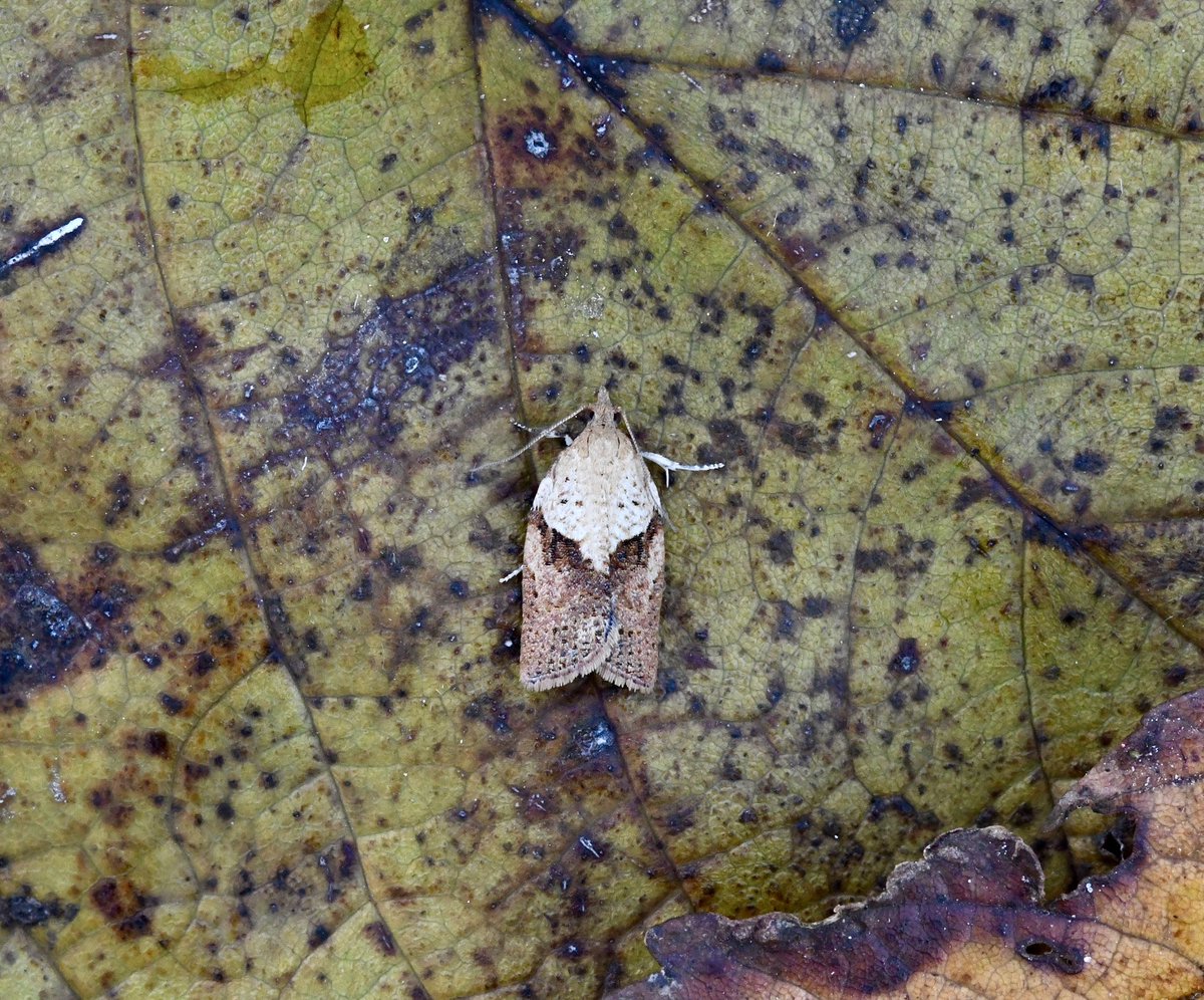 Kevan Brett (@kevanbrett) on Twitter photo 9/6 #moths to the garden Saturday night . Pale Pinion was NFY and latest in Norfolk by 3days. Also Acleris Notana/Ferrungana agg NFY , LBAM still the most numerous in recent traps <a href="/norfolkmoths/">Norfolk Moths (Jim Wheeler CMR)</a> @NorfolkNats <a href="/BC_Norfolk/">BC Norfolk</a> #mothsmatter 9/6 #moths to the garden Saturday night . Pale Pinion was NFY and latest in Norfolk by 3days. Also Acleris Notana/Ferrungana agg NFY , LBAM still the most numerous in recent traps <a href="/norfolkmoths/">Norfolk Moths (Jim Wheeler CMR)</a> @NorfolkNats <a href="/BC_Norfolk/">BC Norfolk</a> #mothsmatter