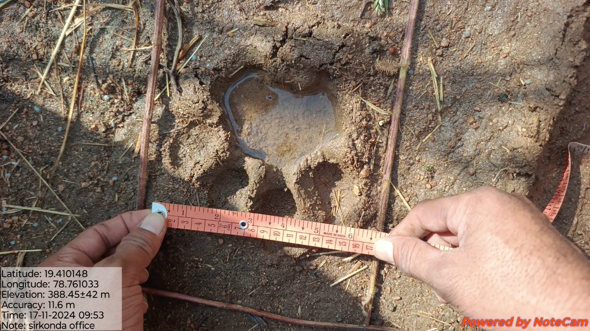 jsuryareddy's tweet photo. Tiger movement creates panic among the villagers in #Utnoor area, #Adilabad dist, spent sleepless nights as the tiger attacked cattle grazing near the forest.
Forest officials issued a Tiger alert in the Cheemanayak Tanda of Utnoor mandal, #Telangana , as #Tiger 🐅 #Pugmarks were discovered in the region. Forest officials have urged the farmers not to venture into the cotton fields alone and requested them to temporarily avoid letting their cattle roam freely.
They cautioned locals that any harm or electrocute the tiger would lead to serious consequences, including legal action and imprisonment.