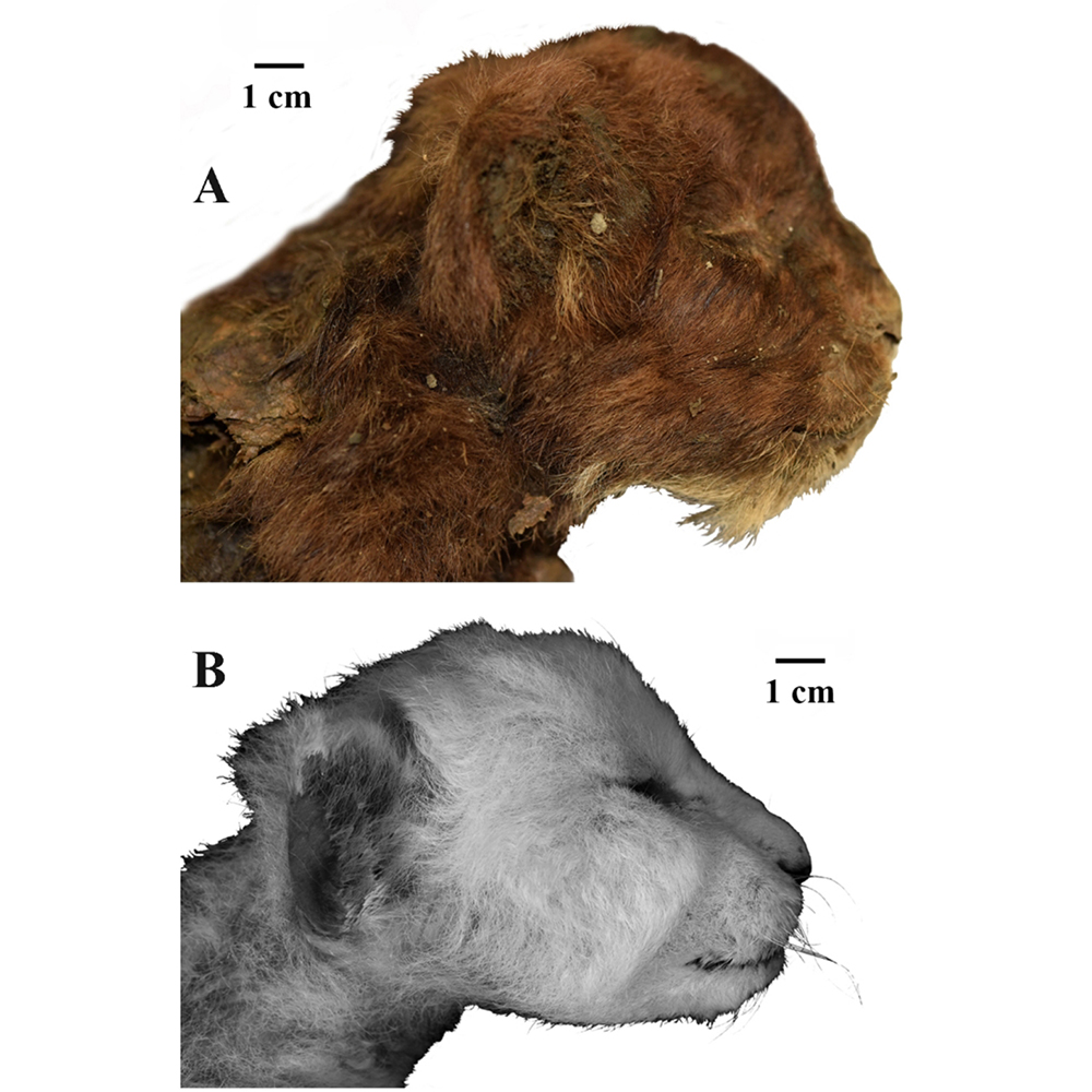 NaturePortfolio's tweet photo. A study in @SciReports examines the frozen mummy of the juvenile Homotherium latidens cub found in the Upper Pleistocene permafrost in the northeast of Yakutia, Russia. https://t.co/7nRzI7yJQF https://t.co/7um2Ay1W5B