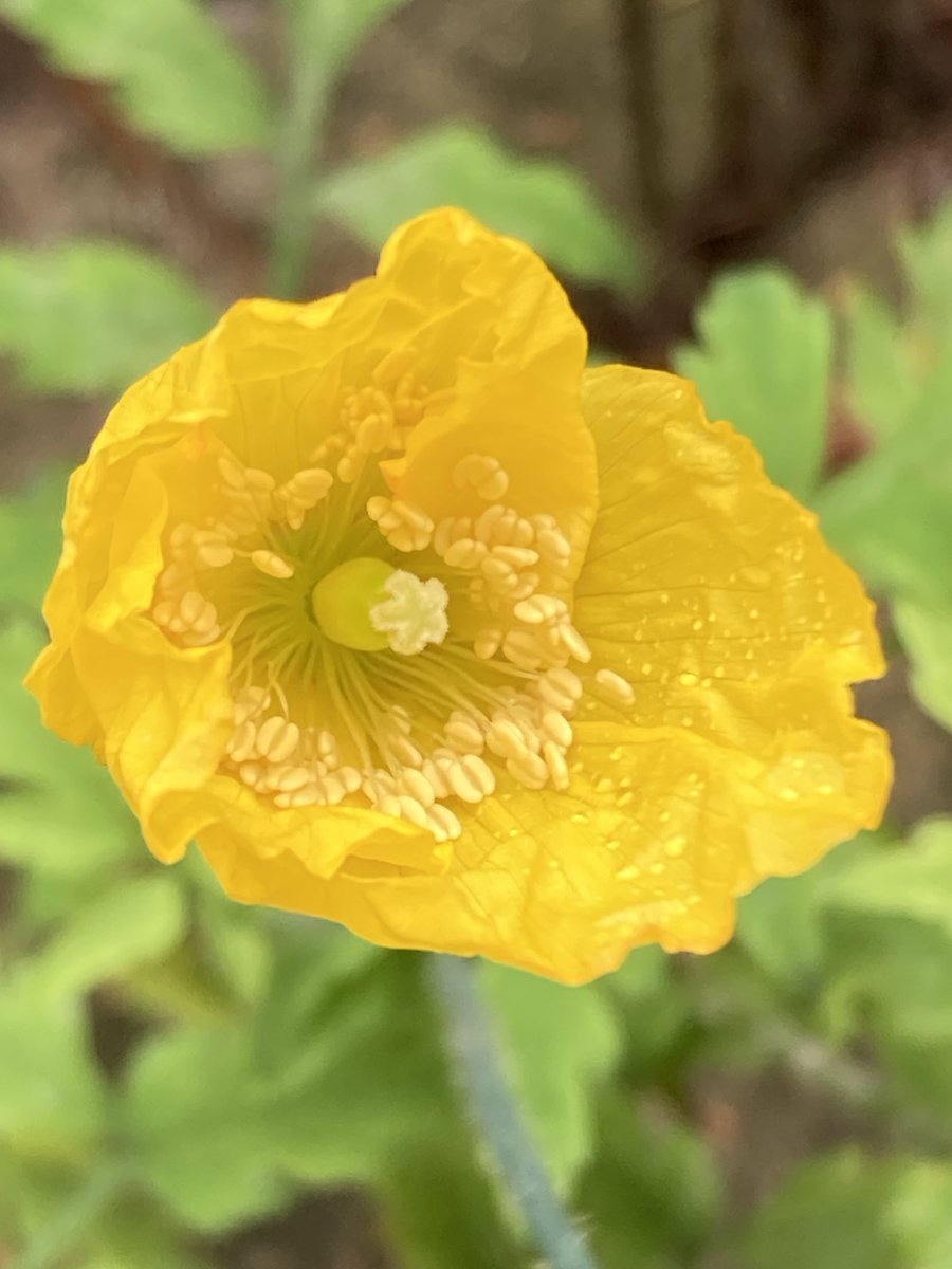 Amazed to spot a Welsh Poppy (Papaver cambricum synonym Meconopsis cambrica) still in flower by the Derwent in Derbyshire this weekend ⁦<a href="/wildflower_hour/">wildflowerhour</a>⁩ #Wildflowerhour ⁦<a href="/BSBIbotany/">BSBI: Botanical Society of Britain & Ireland</a>⁩