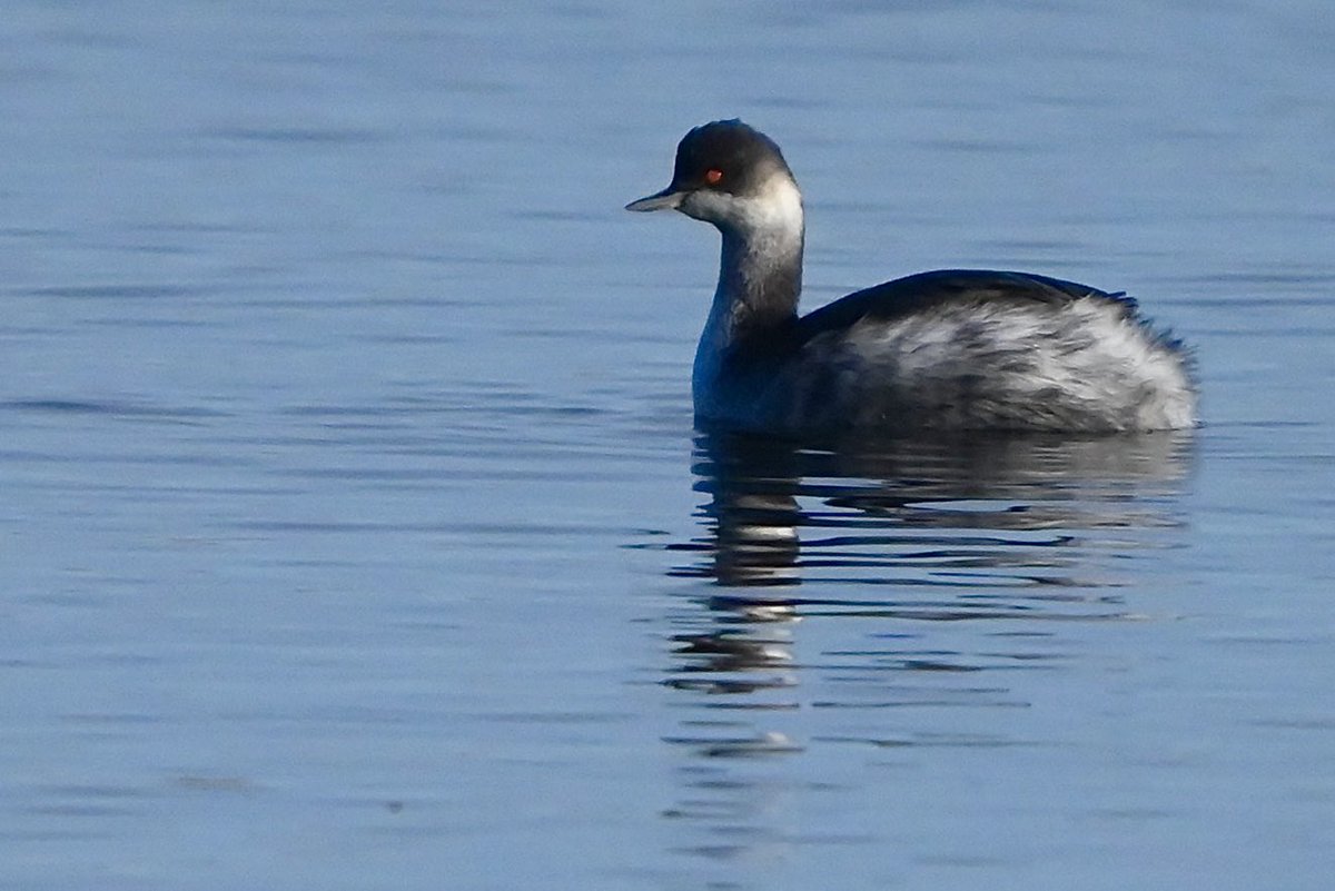 LosBirder's tweet photo. RSPB Dungeness in the sun this morning, the 2 Black Necked Grebes were reasonably close to Scott VP, plus a record shot of the Slavonian Grebe from Firth VP, the Red Throated Diver was also present but always distant. https://t.co/JgBu4ulIdD