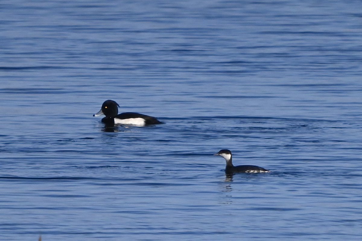 RSPB Dungeness in the sun this morning, the 2 Black Necked Grebes were reasonably close to Scott VP, plus a record shot of the Slavonian Grebe from Firth VP, the Red Throated Diver was also present but always distant.