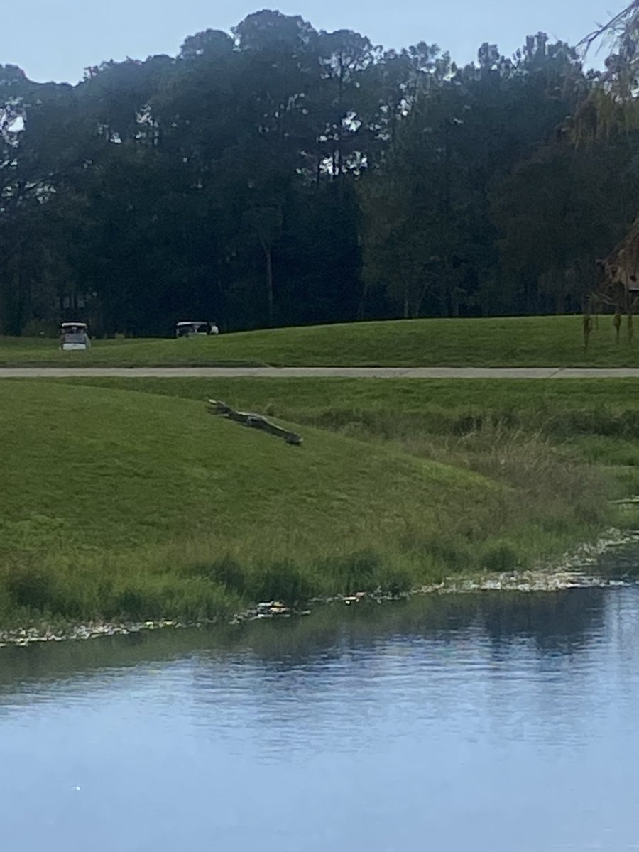 Better keep your golf ball in play. This guy is just waiting for an opportunity.